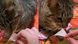 Guatemala: un gato ayuda a pegar las figuritas del Mundial y es viral.&nbsp;