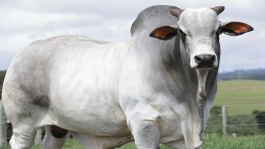 La vaca se llama Viatina-19 FIV Mara Imóveis y tiene 53 meses de edad (4 años y medio).