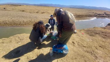 Lanzaron unproyecto para proteger a una rana en peligro de extensión en Jujuy