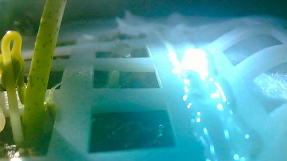 China logró la germinación de una semilla de algodón en el lado oscuro de la luna