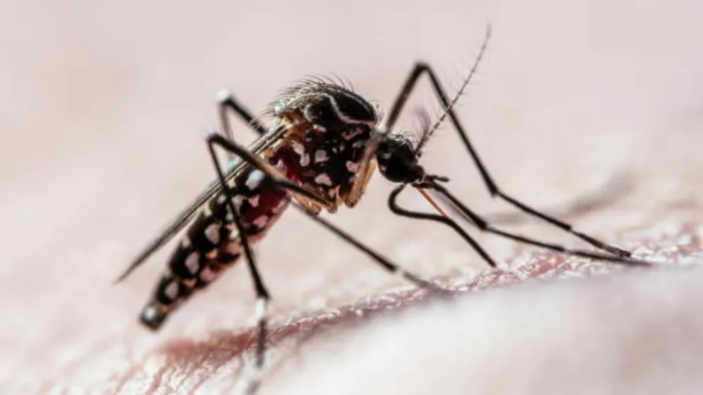 situacion del dengue en jujuy: hubo casi 1000 casos sospechosos