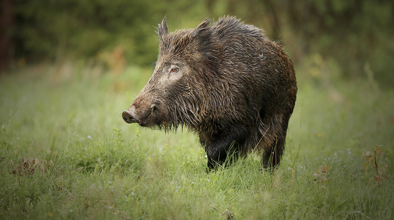 Habilitaron la caza del jabalí europeo en la provincia de Buenos Aires