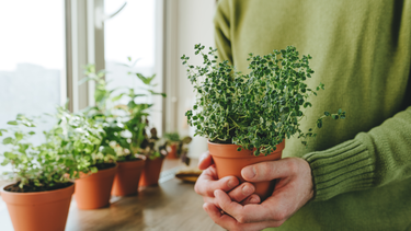 Cuáles son las plantas para combatir la envidia.&nbsp;