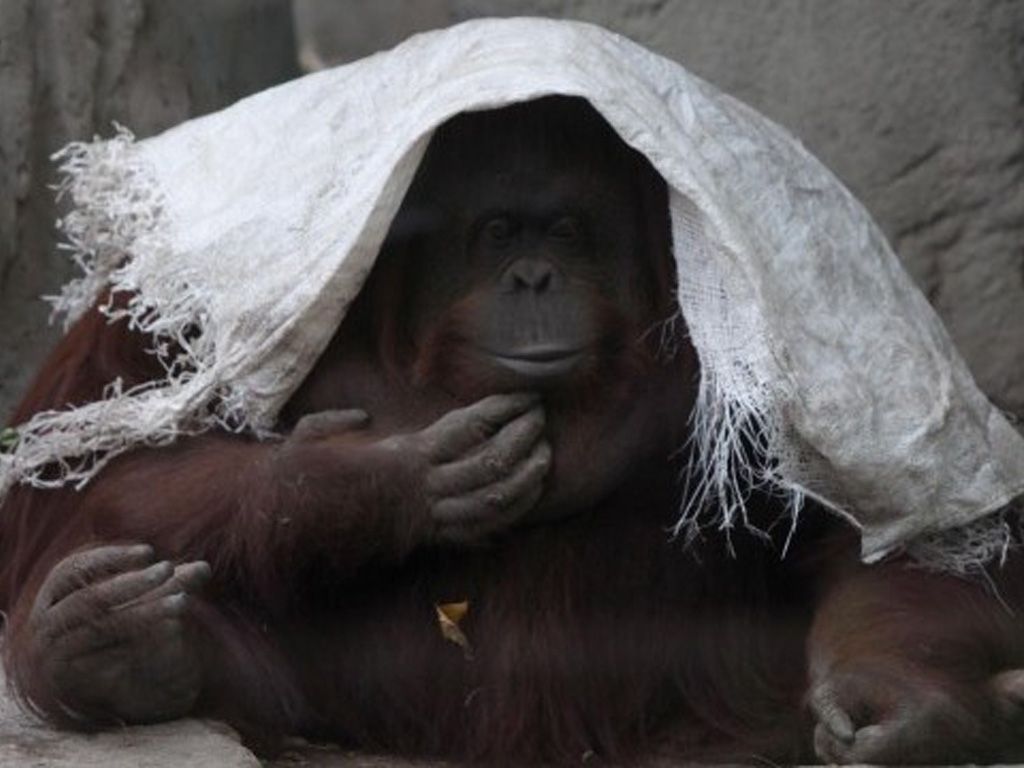 Orangutana del Zoo de BsAs