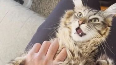 La dueña dijo que es la primera vez que su gato tiene está reacción.