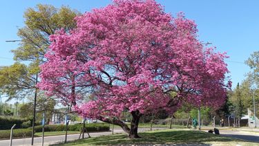 Día del Lapacho, flor de la provincia de Jujuy
