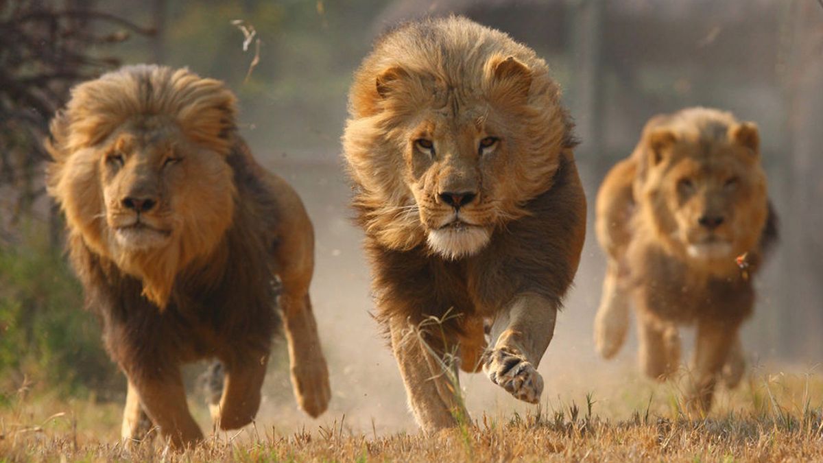 Un cazador fue atacado por un elefante y devorado por una manada de leones