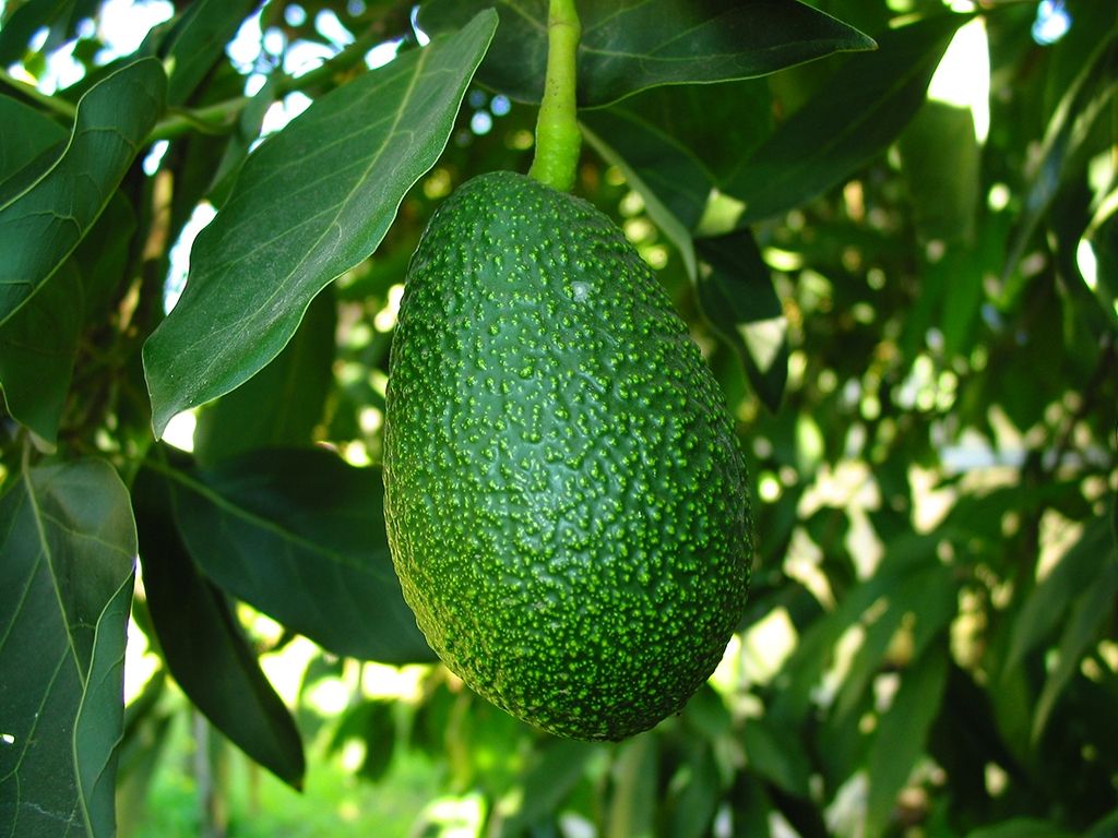 Palta