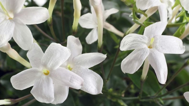 El truco infalible para que tus jazmines exploten de flores
