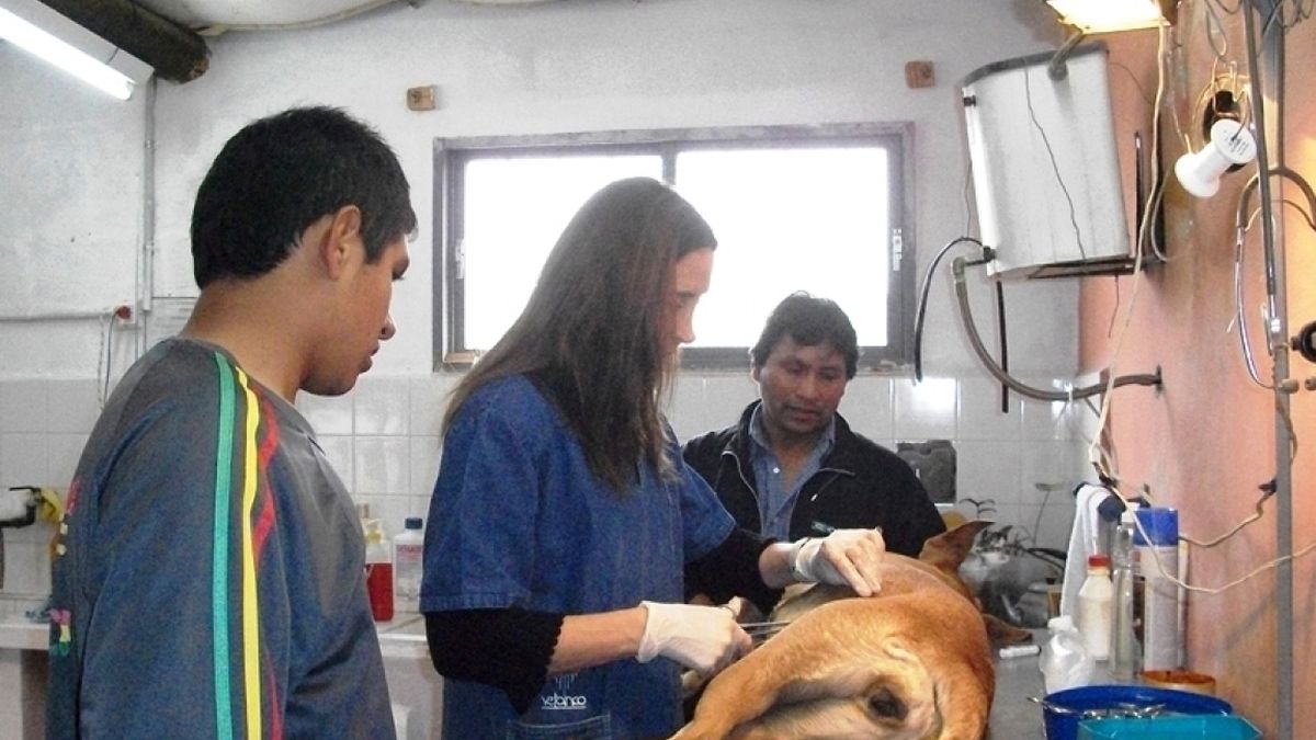 Traslado temporal del Centro de Zoonosis de capital: en qué sector estará