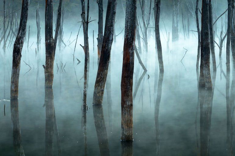 La niebla de la mañana empaña los árboles muertos del lago Cuejdel de Rumania, un embalse natural creado por los deslizamientos de tierra.