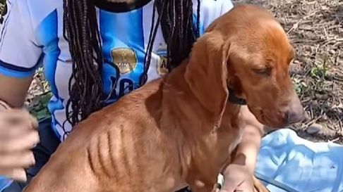 Todo Jujuy | En Palpalá encontraron a un perro quemado y con las orejas perforadas