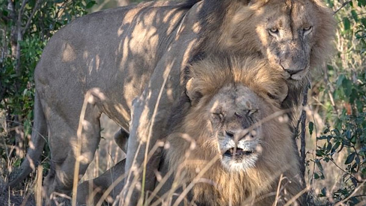 Escándalo en Kenia por dos leones gays: el gobierno dice que están poseídos  por el demonio
