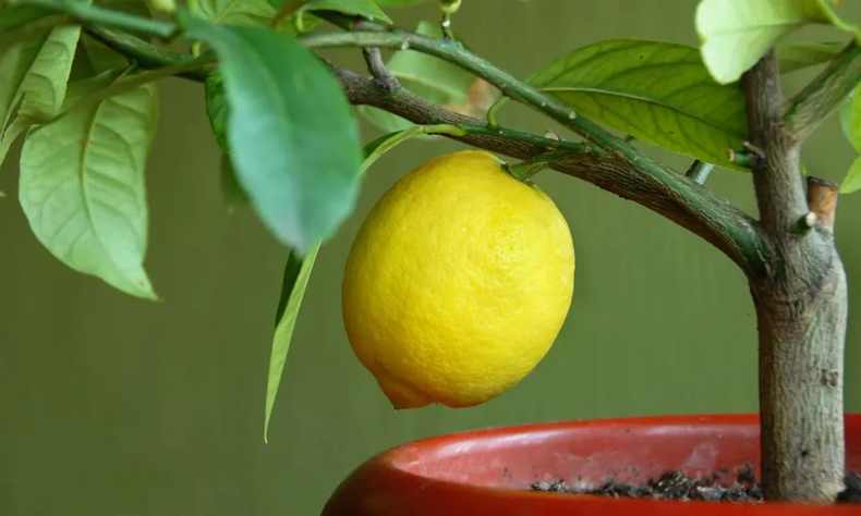 Cultivar un limonero enano en maceta no solo es una forma estupenda de disfrutar de limones frescos, sino que también añade un toque de verde y frescura a tu hogar