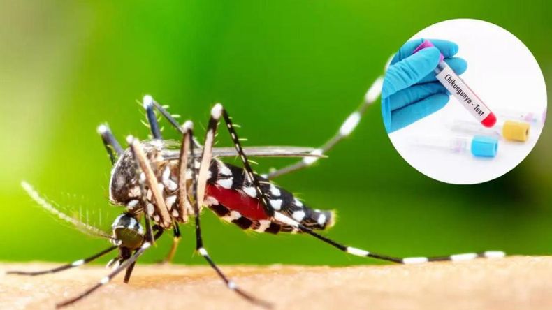 Jujuy: confirmaron 6 casos de Chikungunya