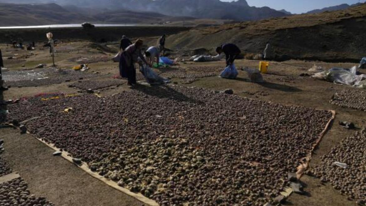 El secreto milenario de los Andes que desafía al tiempo y al clima: el Chuño