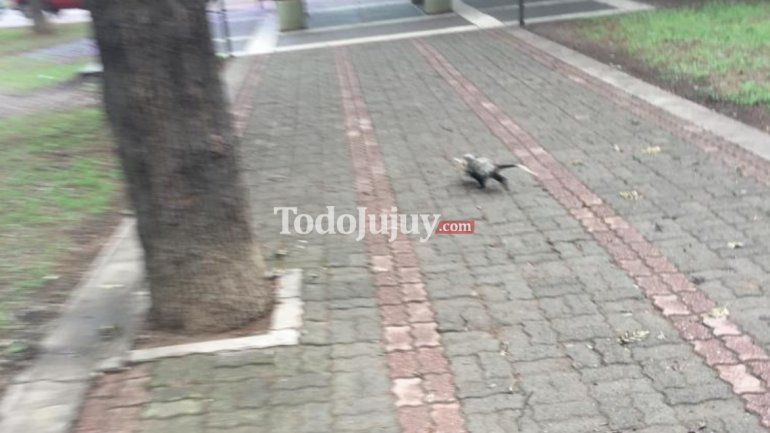 Comadrejas o Zarigueyas en el Parque San Martín