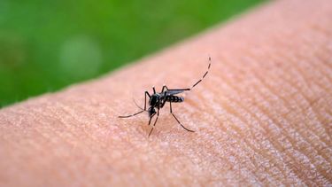 Preocupa el avance del chikungunya, hay más de mil casos en San Martín.