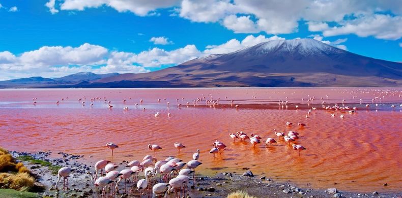 Impactantes imágenes de lagunas rosas en el mundo&nbsp;