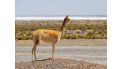Vicuñas