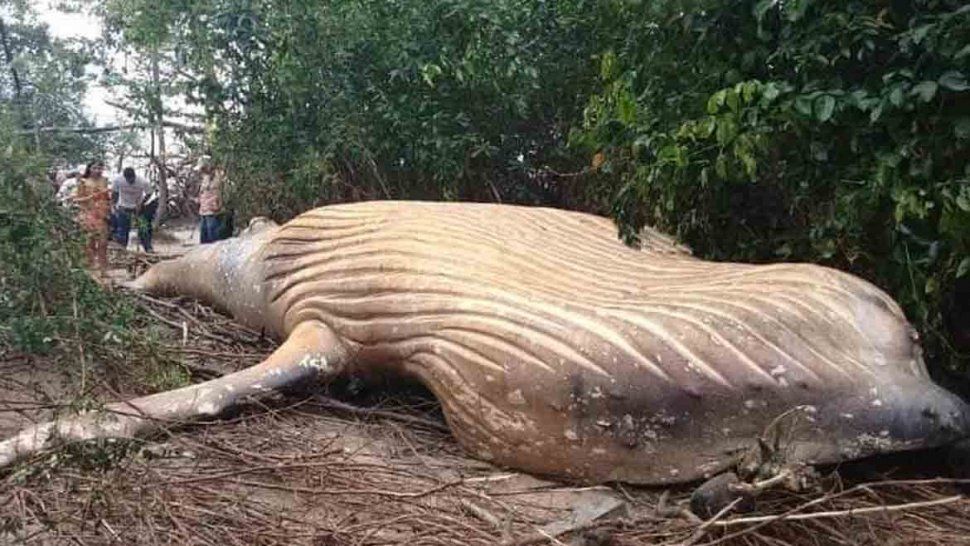 El misterio de la ballena de 10 toneladas que encontraron en el medio del amazonas