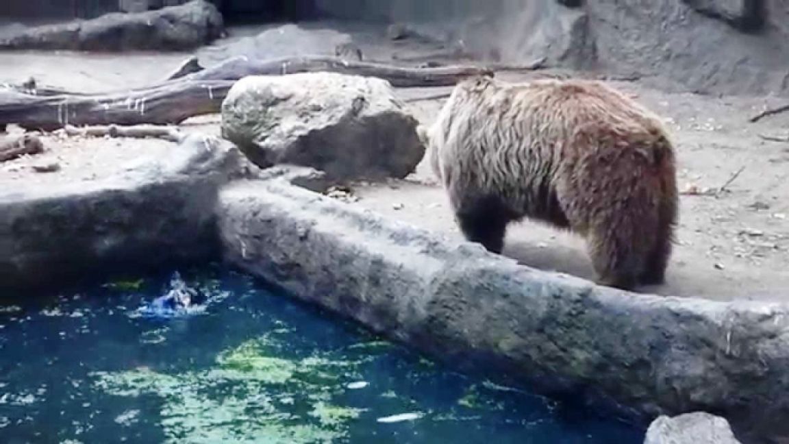 Abrazo de oso