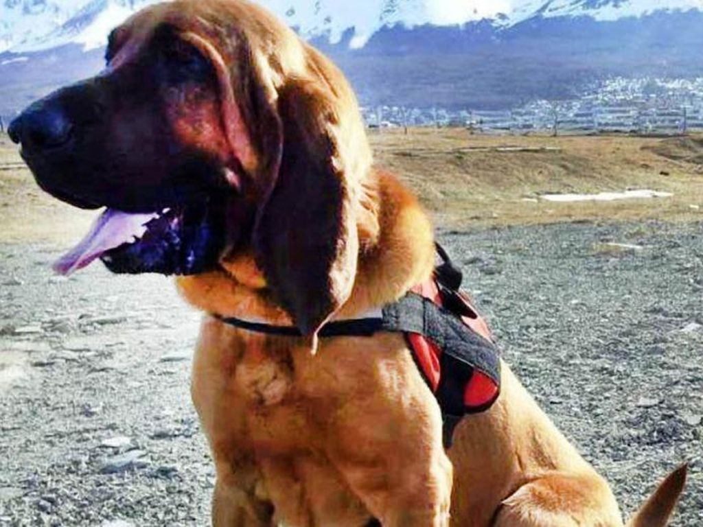 Rosko