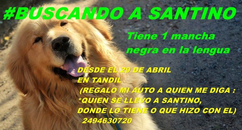 perro aparecido