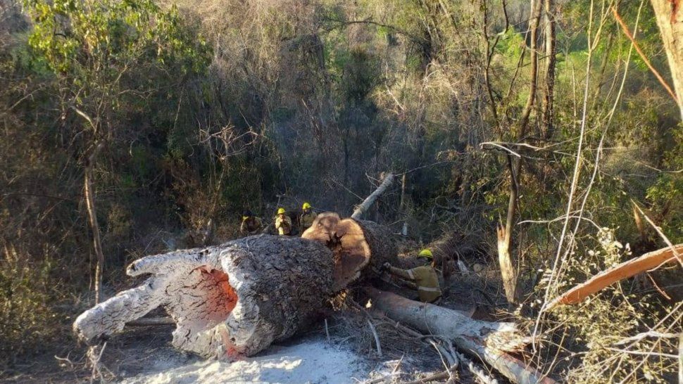 Incendios Forestales:peligro extremo y animales atropellados