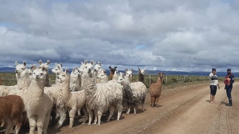 Abra Pampa: lanzan capacitación gratuita sobre producción y sanidad de llamas