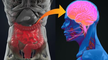 La conexión clave entre intestino y cerebro.