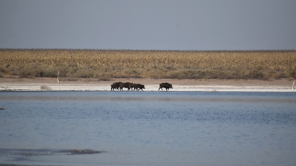 Alarma en el campo por una plaga que provoca pérdidas millonarias en Argentina