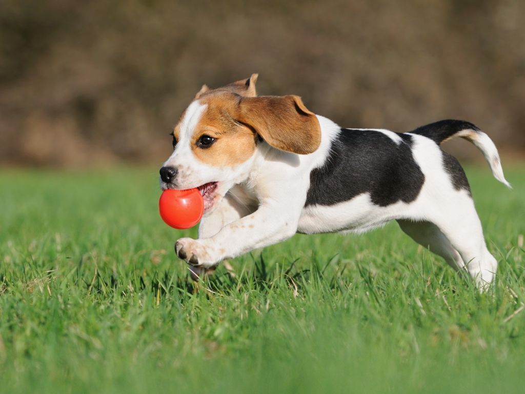 Mascota jugando