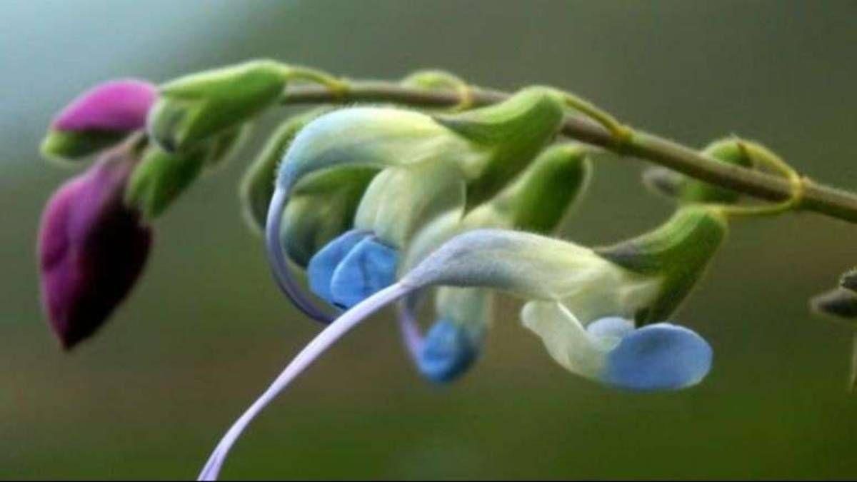 Descubrieron una flor celeste y blanca en Perú y la bautizaron Salvia Messi