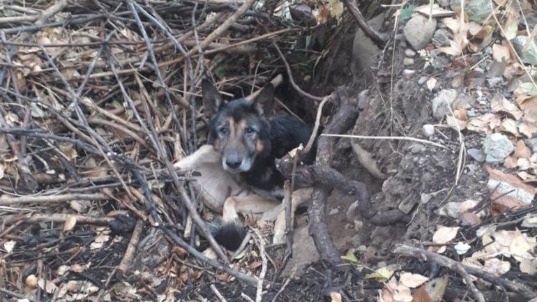 Rescataron a un perro fue enterrado en un pozo cerca del río en Los Molinos. Sufría hipotermia, deshidratación y desnutrición.