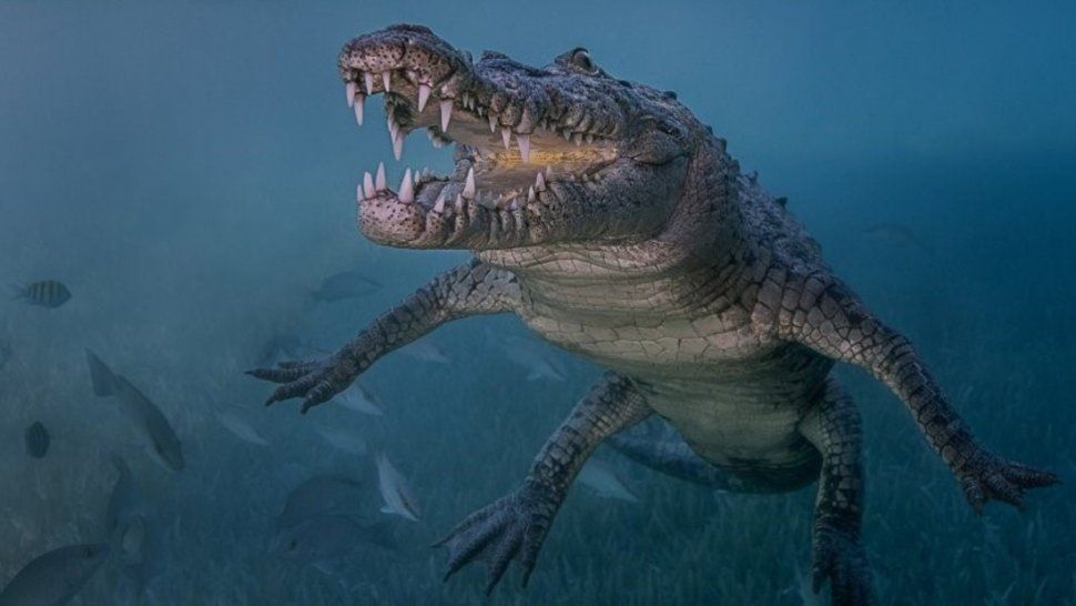 El esqueleto de un cocodrilo prehistórico en Neuquén sorprendió a todos