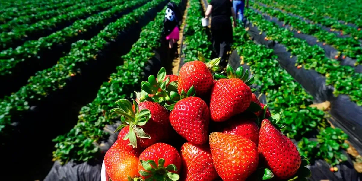 Cómo afectan las heladas a la producción de frutillas en Jujuy