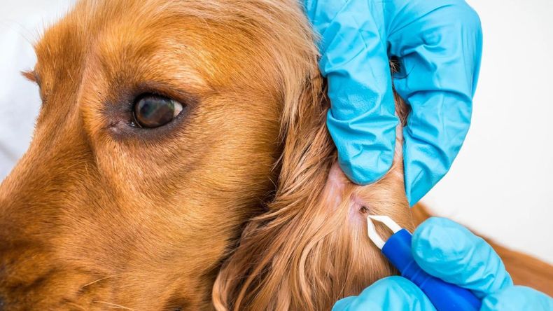 Trucos para sacar garrapatas de forma segura y evitar enfermedades