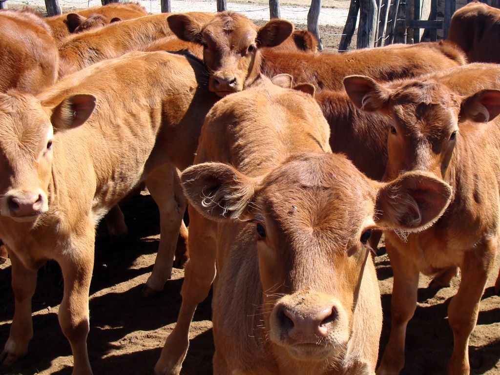 Rabia en ganado bovino