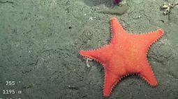 Otra estrella de mar apareció en el streaming del CONICET