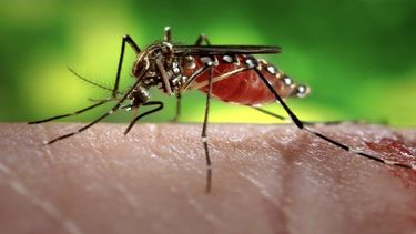 Confirmaron otra persona fallecida por dengue en Tucumán