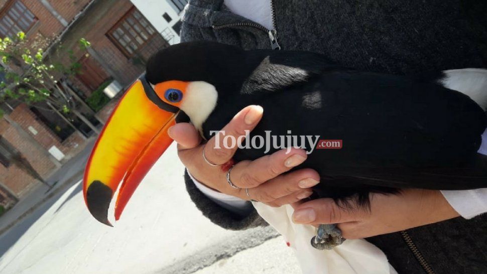 Encontraron un tucán herido, lo curaron y lo liberaron cuando se recuperó