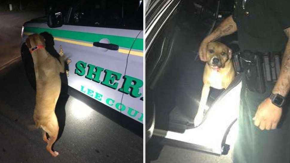 Un perrito escapó de su casa y esperó a la policía para poder volver