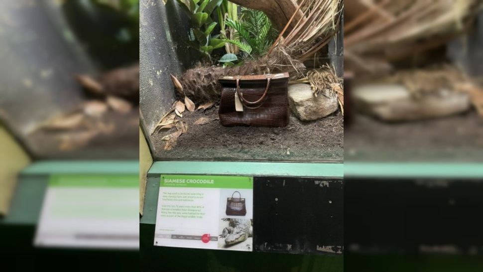 Un zoológico exhibió un bolso de piel de cocodrilo en lugar del animal