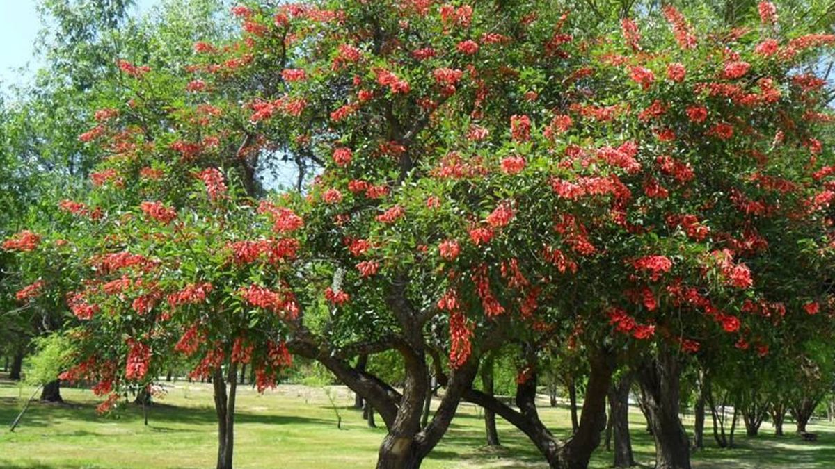 Plantarán 50 ceibos en el parque Xibi-Xibi