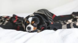 Como proteger a nuestras mascotas ante las bajas temperaturas