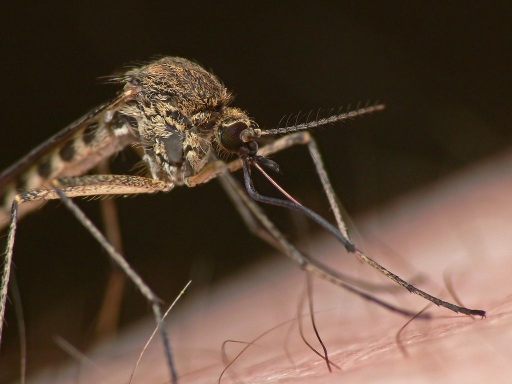 Dengue