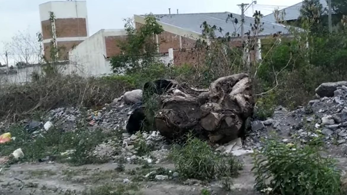 Todo Jujuy | Perros.jpg