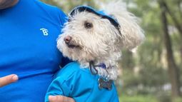 La bicicleta ha sido especialmente adaptada para que el perro llamado Oso pueda viajar cómodamente.