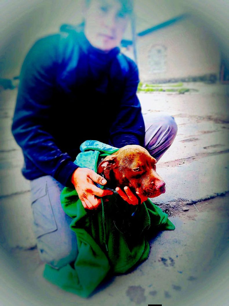 Un perro cayó a un canal y fue rescatado por los bomberos